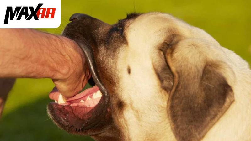 Giải mã các giấc mơ bị chó cắn chuẩn từ cao thủ