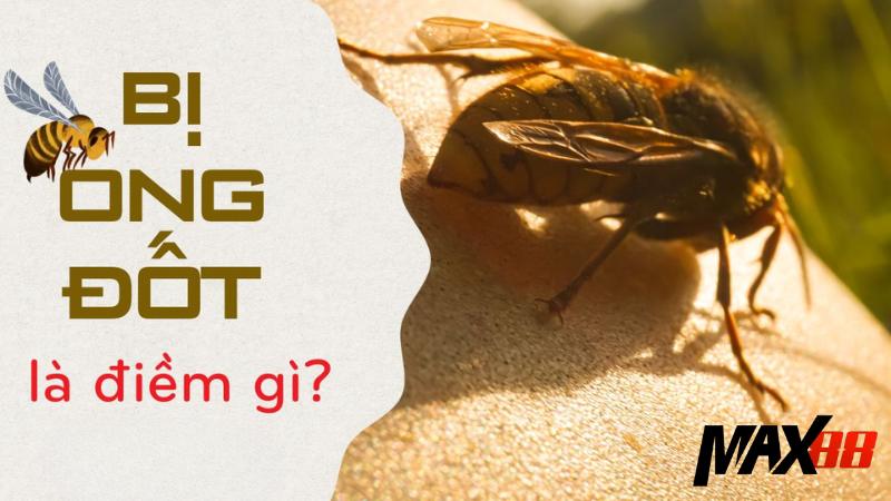 Giải mã chiêm bao bị ong đốt theo từng trường hợp cụ thể