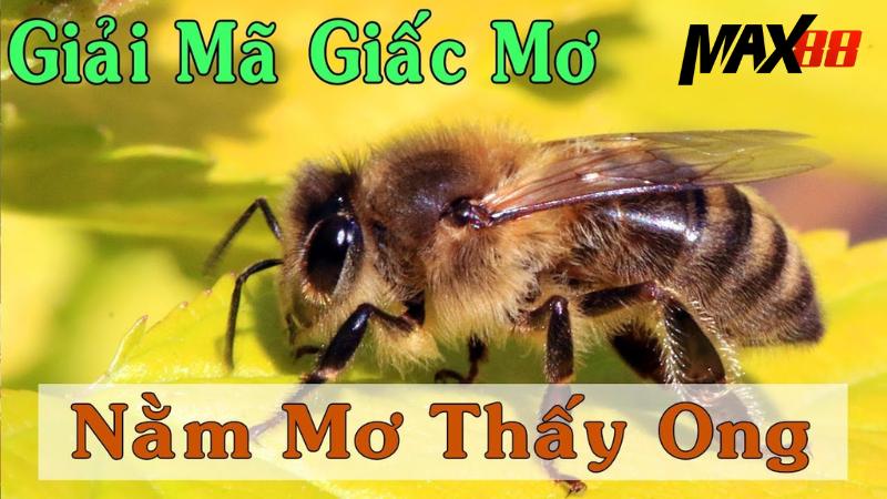 Ý nghĩa chiêm bao mơ thấy các loài ong khác nhau
